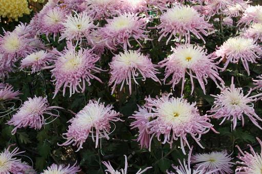 和菊 和菊 マクロ,わきく,花の写真素材