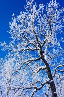 霧氷と青空 霧氷,大木,防風林の写真素材