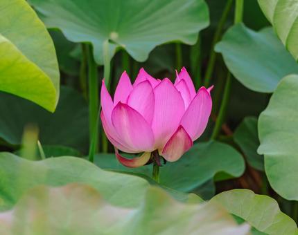 ハス池 ハスの花4ー48 ハス池 ハスの花4ー48 古代ハス,ハス,ハスの花の写真素材