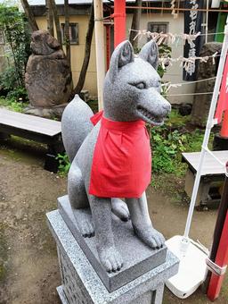 狐 狐 狐,稲荷,神社の写真素材