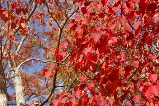 赤く色づいた木の葉と秋の風景 紅葉,赤い葉,秋の写真素材