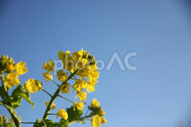 菜の花まつり54（田原市堀切町） 菜の花,菜の花まつり,田原市の写真素材