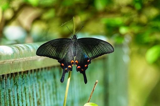 Crow Swallowtail, JPG Crow Swallowtail, JPG