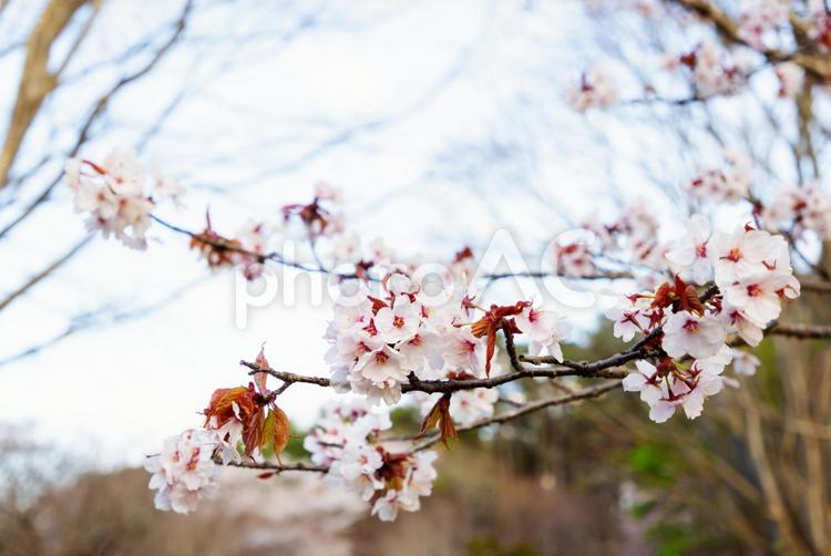 北海道森町-オニウシ公園の桜- 桜,日本,春の写真素材