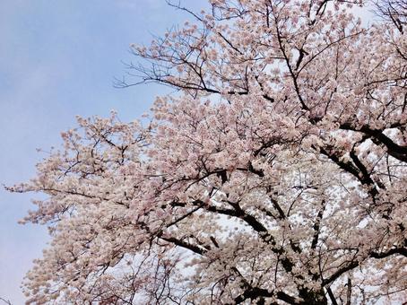 桜並木 桜,桜並木,日本の写真素材
