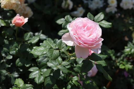 バラ園にてピンクの薔薇を撮影しました 花,薔薇,自然の写真素材