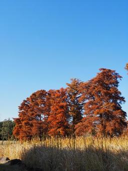 秋の水元公園・煉瓦色の木々・東京都葛飾区 秋,水元公園,紅葉の写真素材