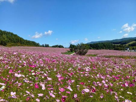 遠軽町「太陽の丘えんがる公園」コスモス園 秋桜,秋,花の写真素材