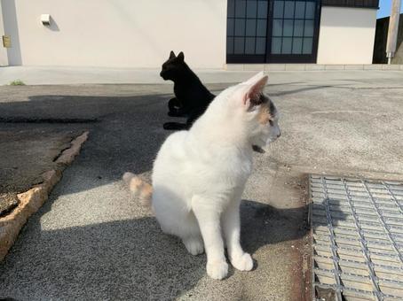 ネコ ネコの写真