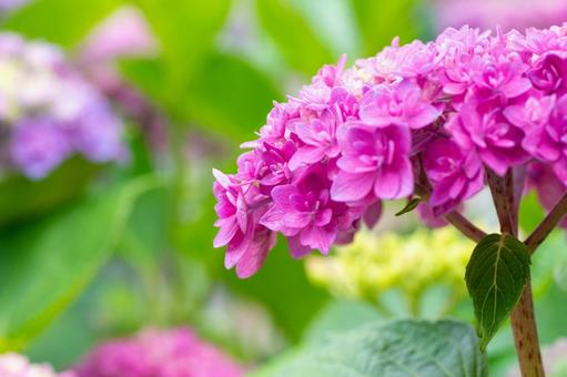 紫陽花の風景5 紫陽花の風景5の写真