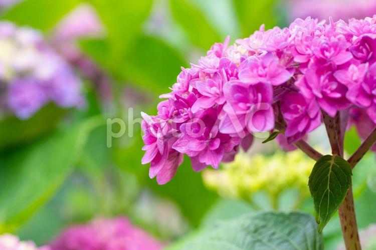 紫陽花の風景５ 紫陽花,アジサイ,あじさいの写真素材