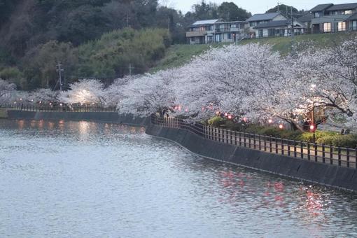 Photo, sakura, cherry blossoms, flower, 