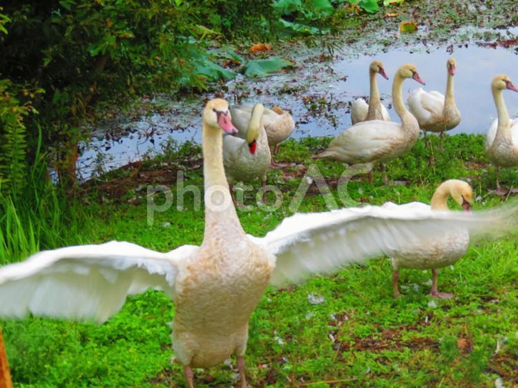 ９月中旬の高月池のコブハクチョウの羽ばたき 背景,コブハクチョウ,鳥類の写真素材