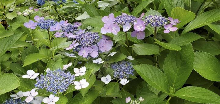 ガクアジサイ ガクアジサイ,紫色,青色の写真素材