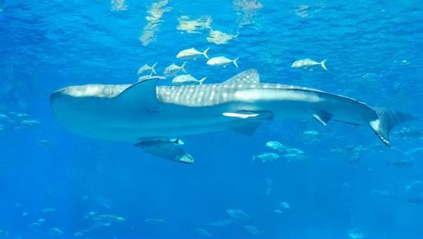 ジンベエザメ ジンベエザメの写真