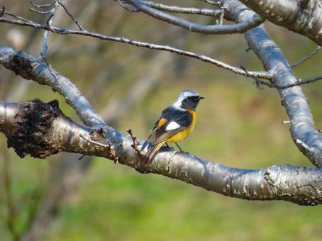 枝に留まるジョウビタキのオス 枝に留まるジョウビタキのオス ジョウビタキ,尉鶲,鳥の写真素材