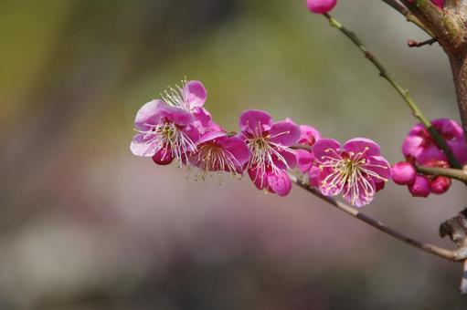梅の写真