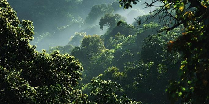 生命力あふれる森の光景 生命力あふれる森の光景の写真