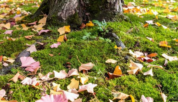 光輝く落葉した紅葉の道 光輝く落葉した紅葉の道 の写真