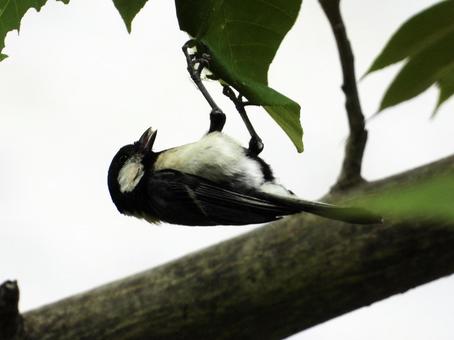 餌を食むシジュウカラ 餌を食むシジュウカラの写真