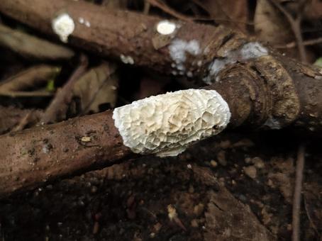 Kushiyashiwa Mushroom, JPG