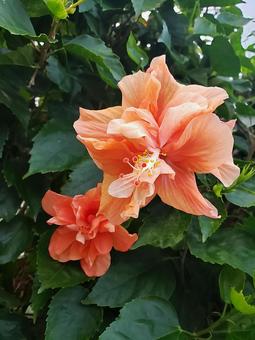 オレンジのハイビスカス オレンジのハイビスカス ハイビスカス,花,可愛いの写真素材