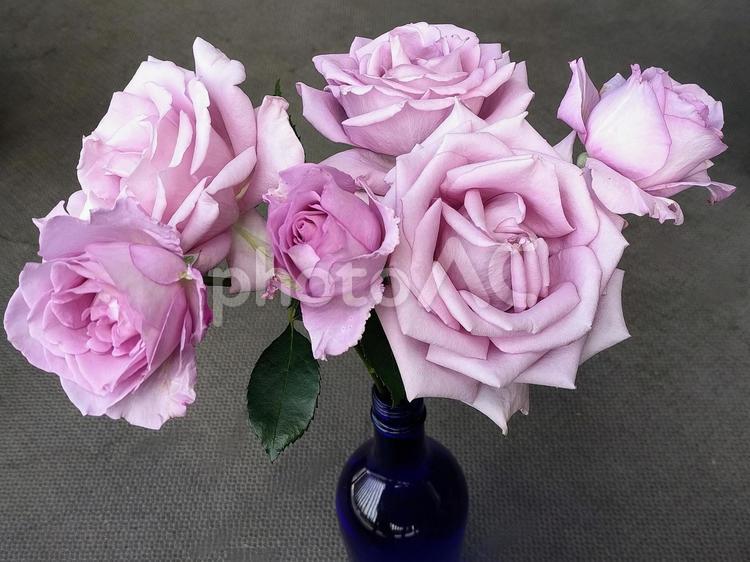 花瓶のバラ・夜来香 薔薇,バラ,夜来香の写真素材