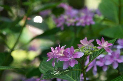 紫ヤマアジサイ 紫ヤマアジサイの写真
