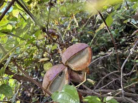 アケビ アケビ,木の実,甘いの写真素材
