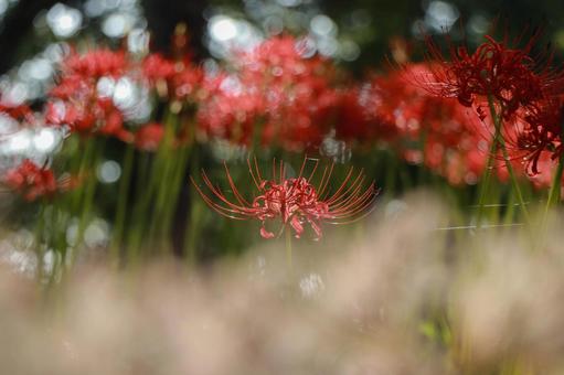 cluster amaryllis, natural, higambana, red, JPG