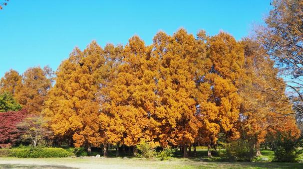 水元公園の紅葉・メタセコイアの森・葛飾区の写真