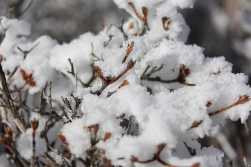 Snow and buds, JPG Snow and buds, JPG