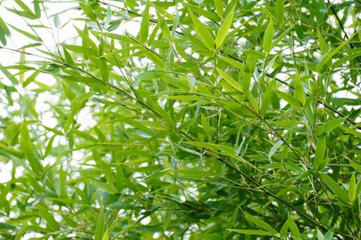 竹林 竹林 笹,葉,植物の写真素材