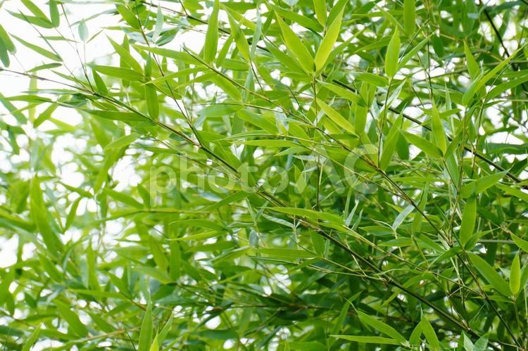 竹林 笹,葉,植物の写真素材