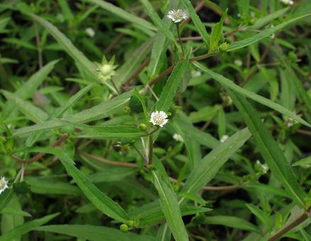 アメリカタカサブロウ アメリカタカサブロウ,亜米利加高三郎,鱧腸の写真素材