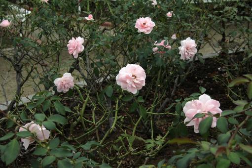 バラ・薔薇 ボニカ バラ・薔薇 ボニカの写真