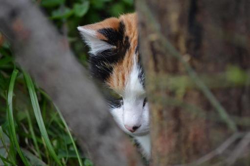 Photo, cat, beyond, san mao cat, 