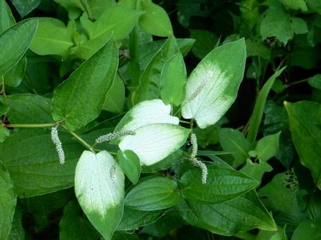 [Flower Photo] Pinctada gracilis, JPG