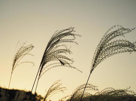 夕空とススキ 夕空とススキ ススキ,すすき,穂の写真素材