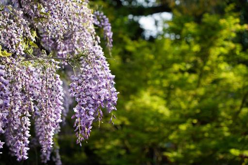Wisteria flowers color Japan's spring, JPG Wisteria flowers color Japan's spring, JPG