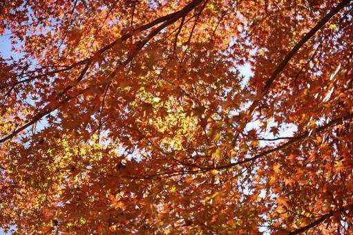 秋の光に透ける紅葉の葉 紅葉,もみじ,楓の写真素材