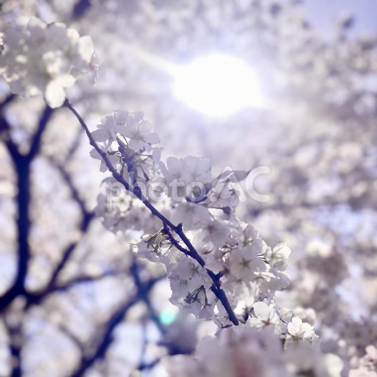 桜と木漏れ日 さくら,桜,開花の写真素材