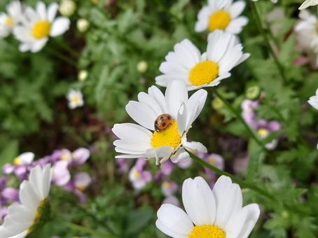 ナナホシテントウ 自然,昆虫,ナナホシテントウの写真素材