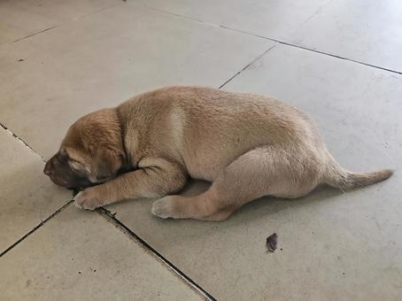 ぐっすり寝ているカンボジアの子犬 子犬,子イヌ,イヌの写真素材