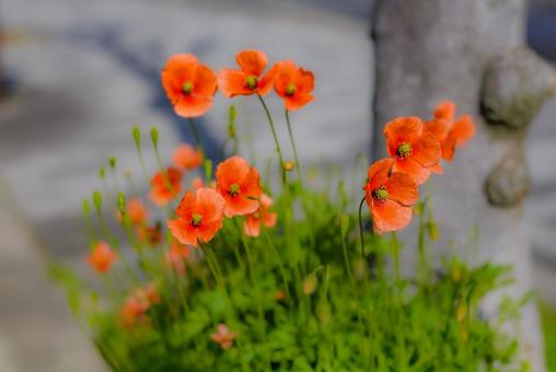 Poppy, JPG Poppy, red, web background, web, JPG