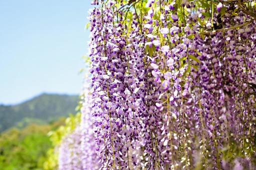 青空に映える藤の花 青空に映える藤の花の写真