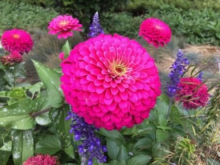 花 花の写真