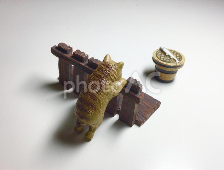 Cat, saury, JPG Cat, saury, cat, pike, tambourine, JPG