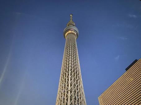 朝方のスカイツリー 朝方のスカイツリー スカイツリー,東京,東京スカイツリーの写真素材