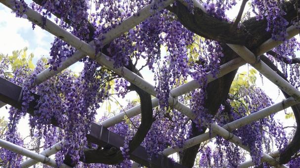 藤の花 藤,藤棚,紫の写真素材